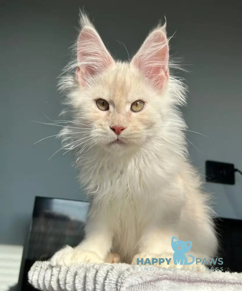 Tanos Maine Coon polydactyl male red silver live animals
