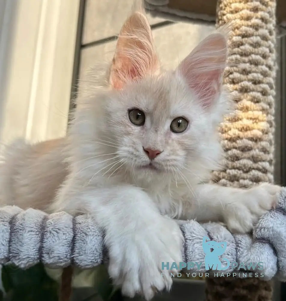 Tanos Maine Coon polydactyl male red silver live animals