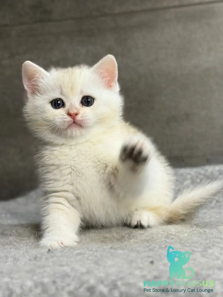 Tanya British Shorthair female black silver ticked tabby - live animals