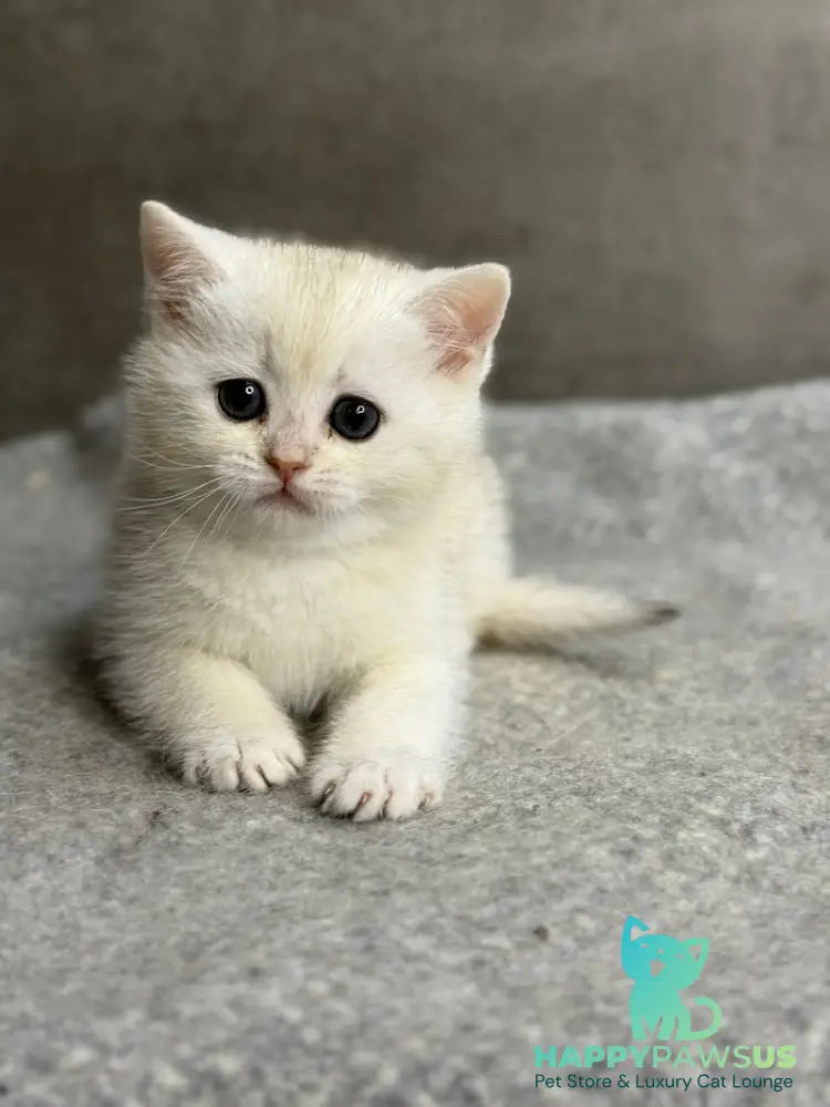 Tanya British Shorthair female black silver ticked tabby - live animals