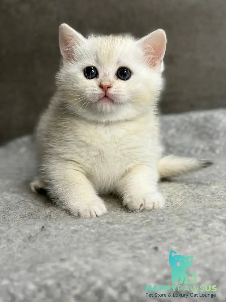 Tanya British Shorthair female black silver ticked tabby - live animals