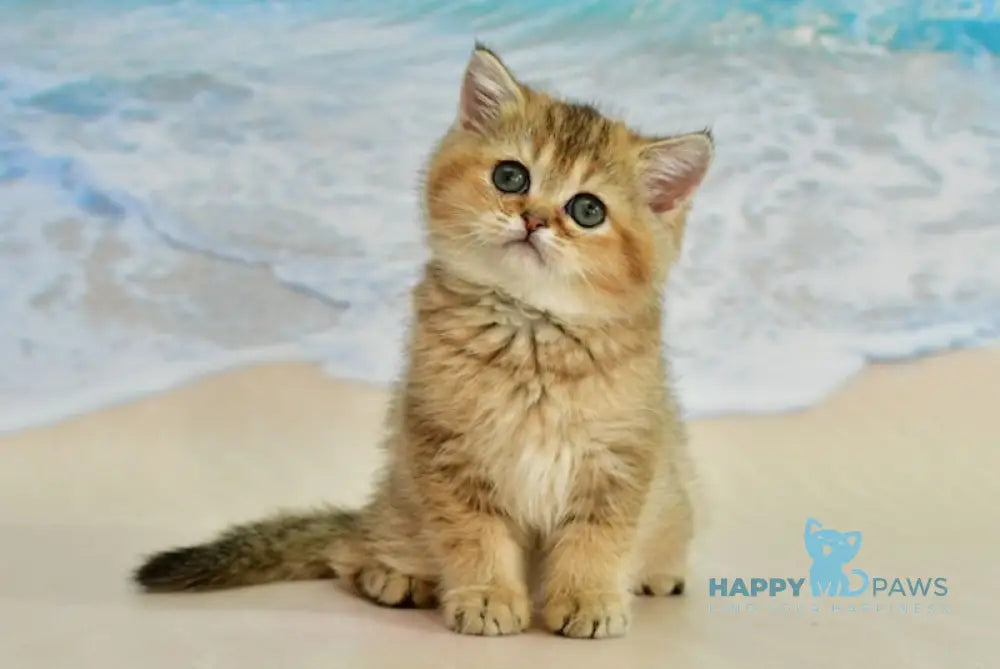Tanya Scottish Straight female blue golden ticked tabby live animals