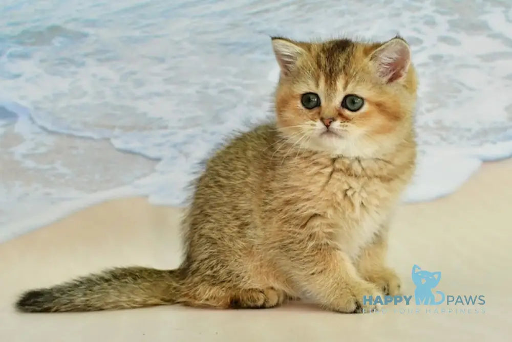 Tanya Scottish Straight female blue golden ticked tabby live animals