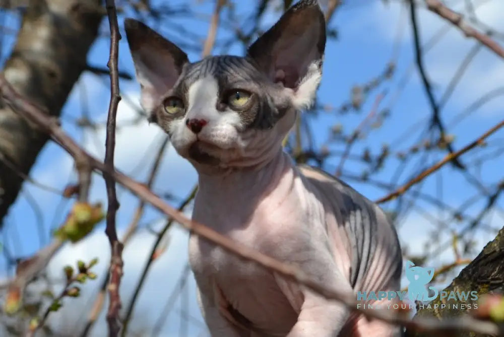 Tara Canadian Sphynx female black tortie bicolour live animals