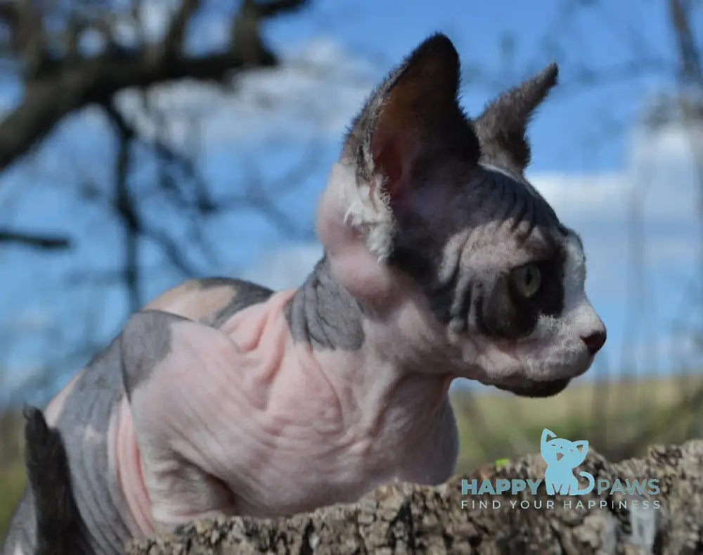 Tara Canadian Sphynx female black tortie bicolour live animals