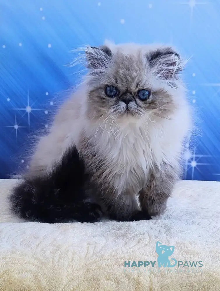 Tara Persian female black tabby pointed live animals