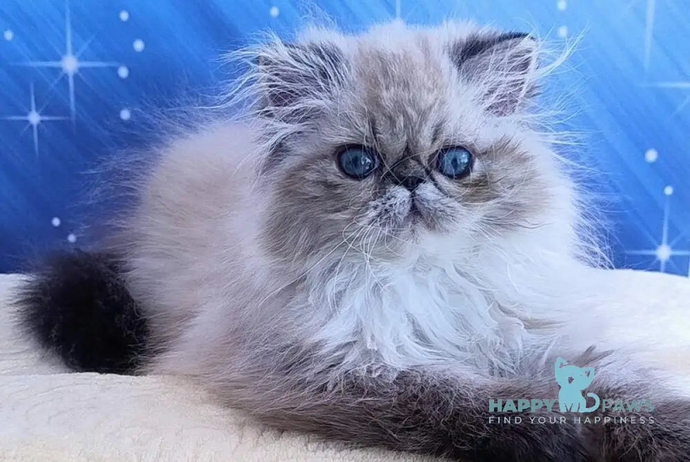 Tara Persian female black tabby pointed live animals