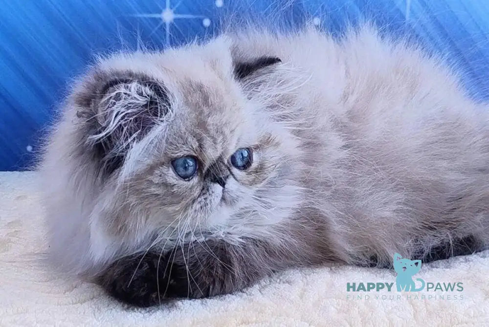Tara Persian female black tabby pointed live animals