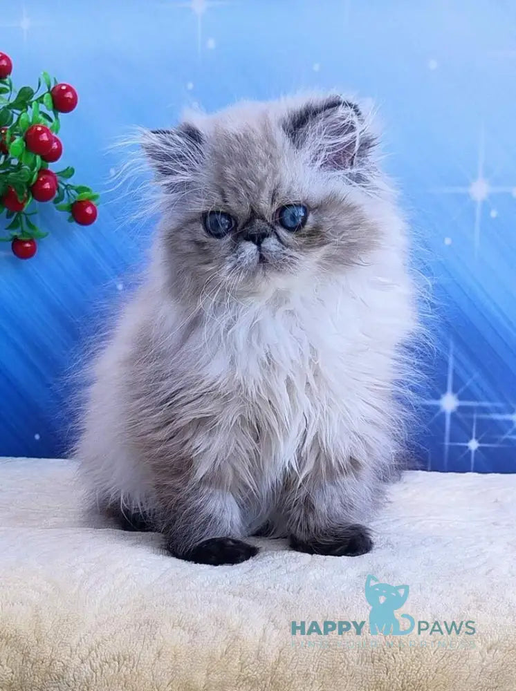Tara Persian female black tabby pointed live animals