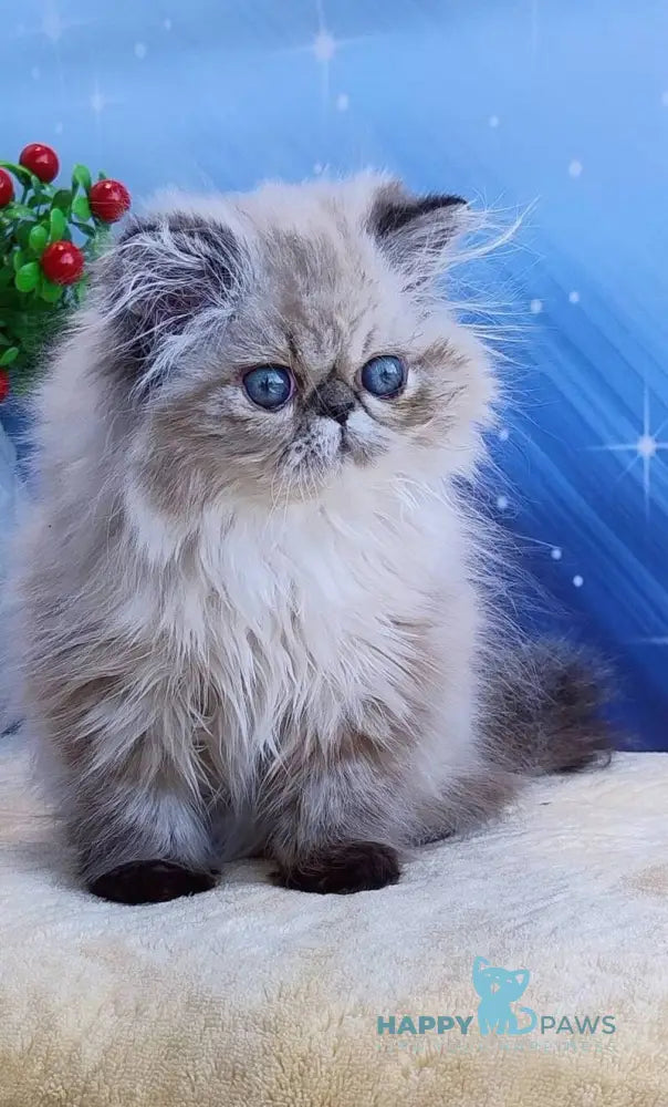 Tara Persian female black tabby pointed live animals