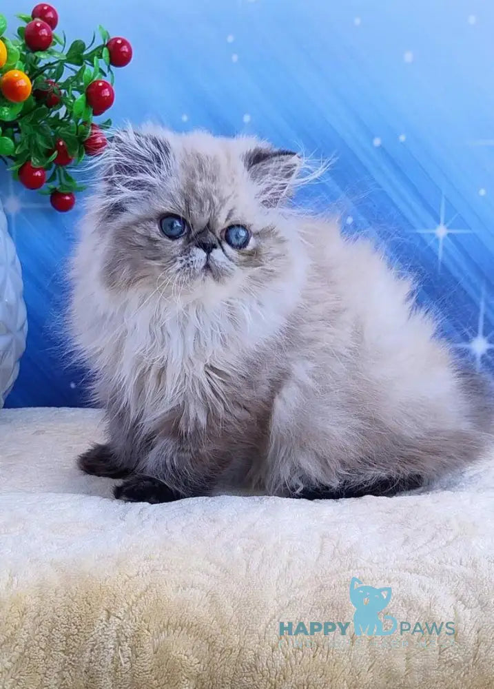 Tara Persian female black tabby pointed live animals