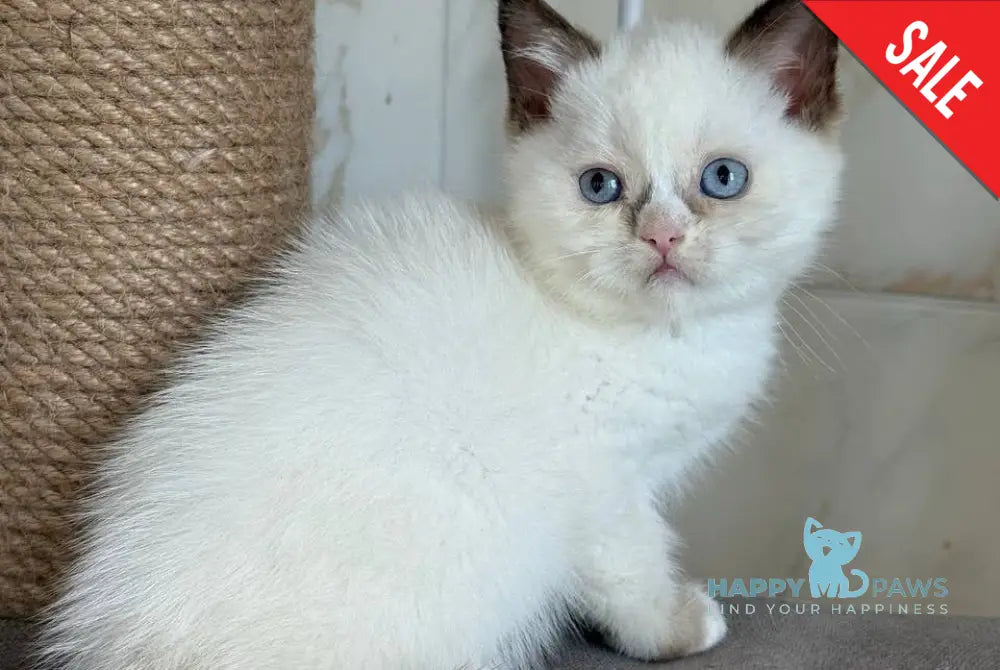 Taras British Shorthair male black bicolour live animals