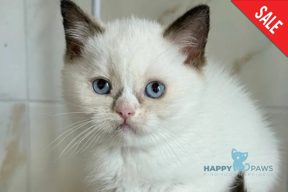 Taras British Shorthair male black bicolour live animals