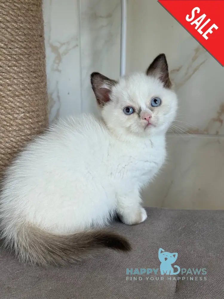 Taras British Shorthair male black bicolour live animals