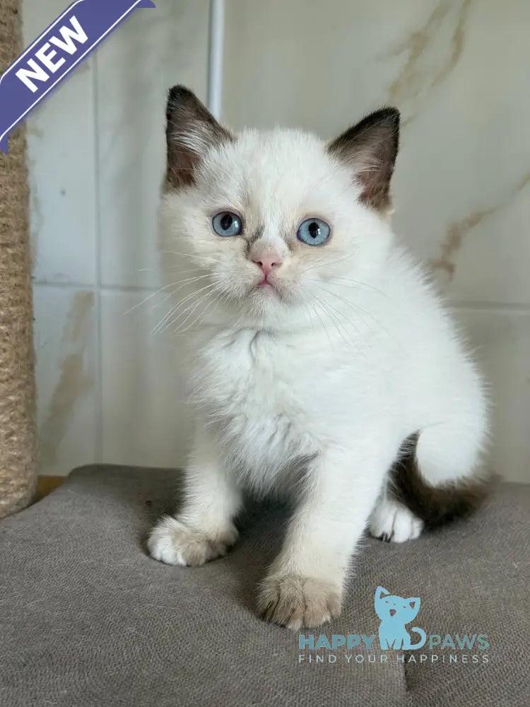 Taras British Shorthair male black bicolour live animals