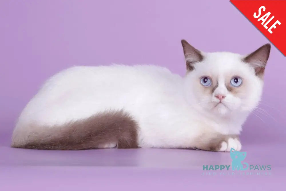 Taras British Shorthair male black bicolour live animals