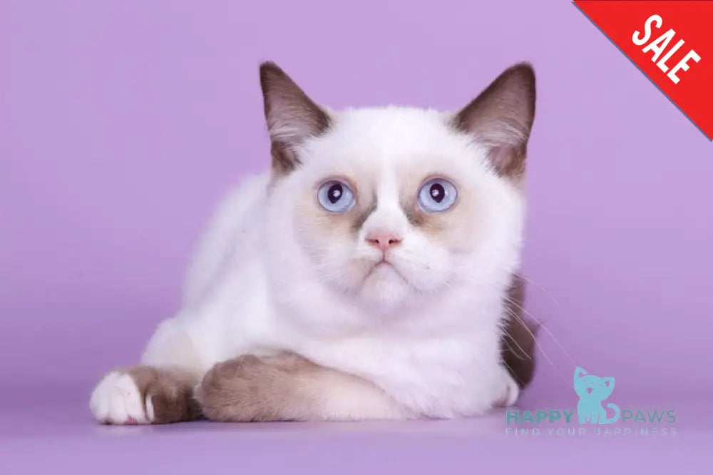 Taras British Shorthair male black bicolour live animals