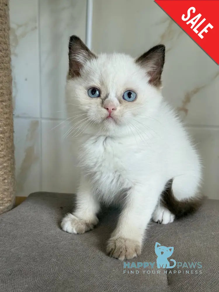Taras British Shorthair male black bicolour live animals