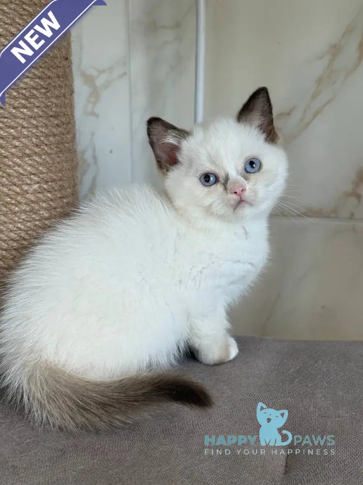 Taras British Shorthair male black bicolour live animals