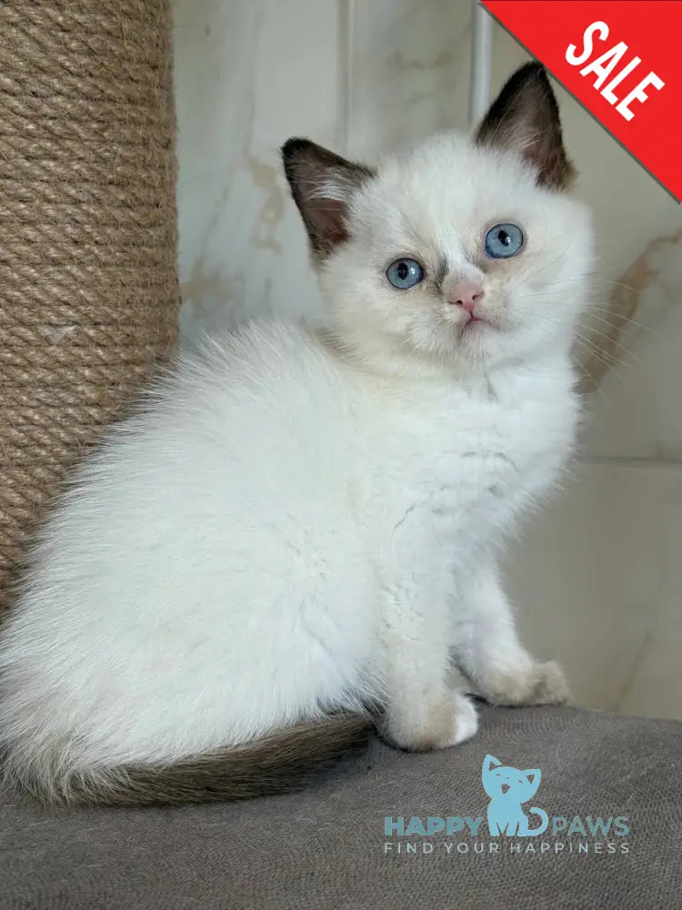 Taras British Shorthair male black bicolour live animals