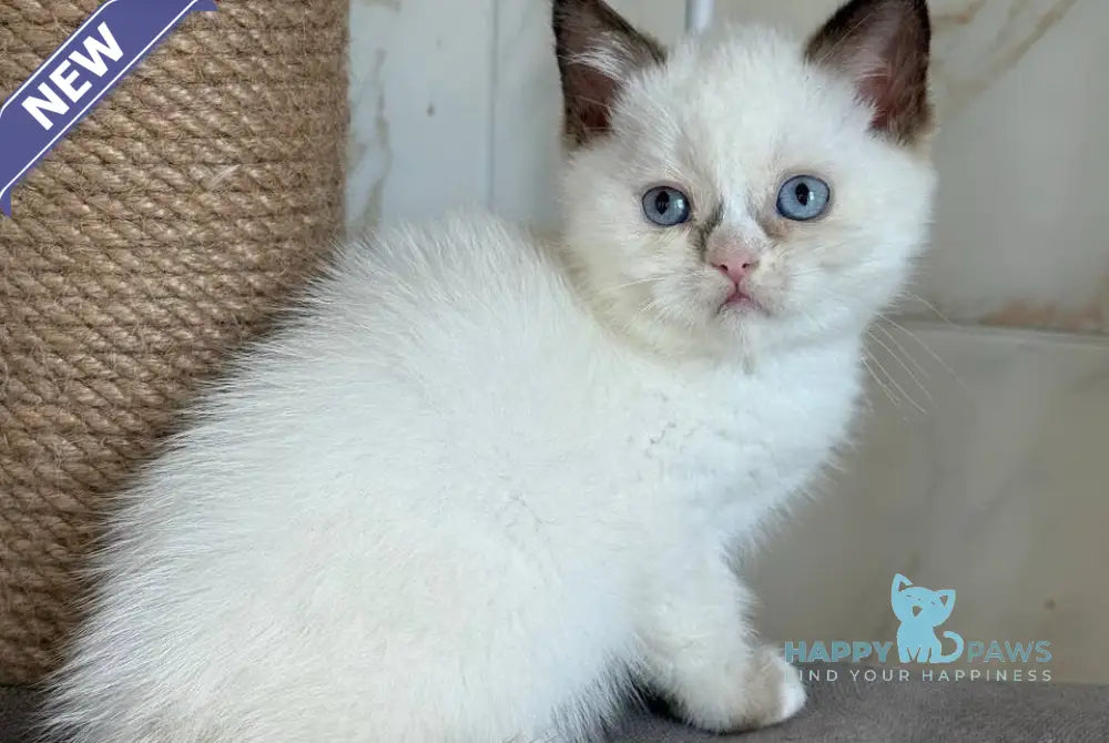 Taras British Shorthair male black bicolour live animals