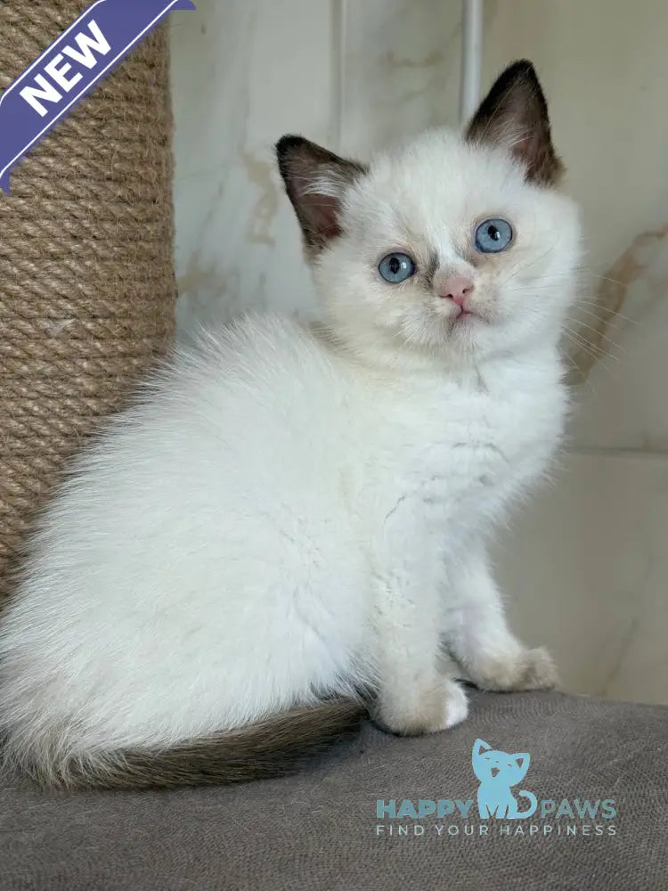 Taras British Shorthair male black bicolour live animals