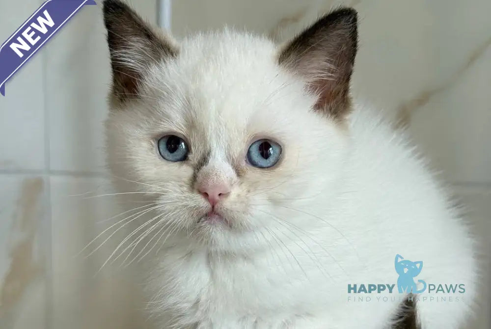 Taras British Shorthair male black bicolour live animals