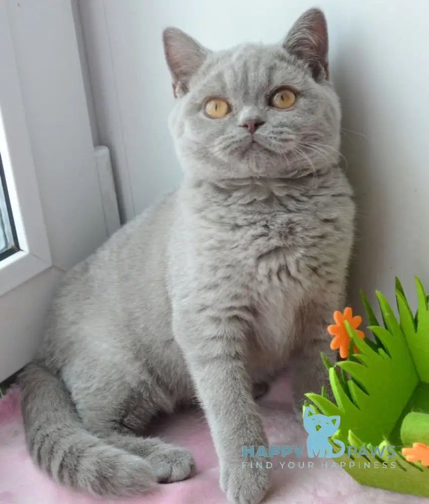 Taras British Shorthair male lilac live animals