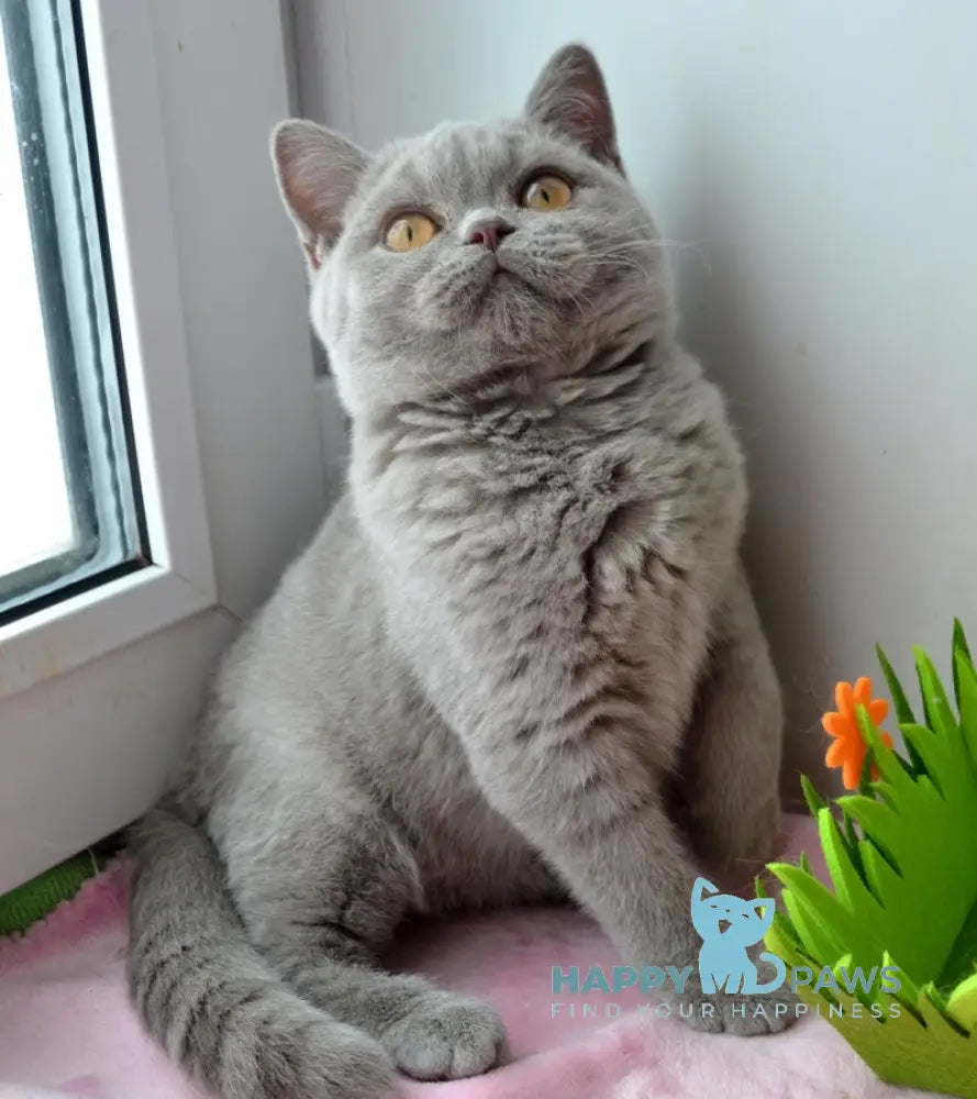 Taras British Shorthair male lilac live animals