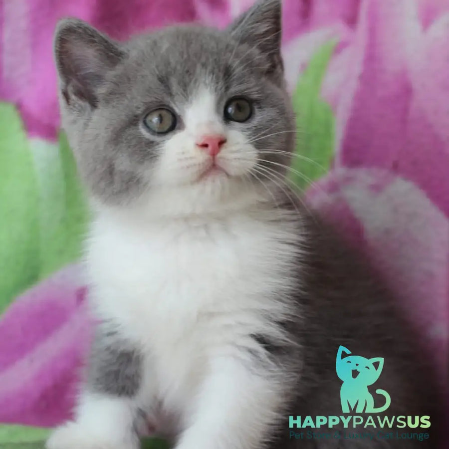 Tart British Shorthair male blue with white - live animals
