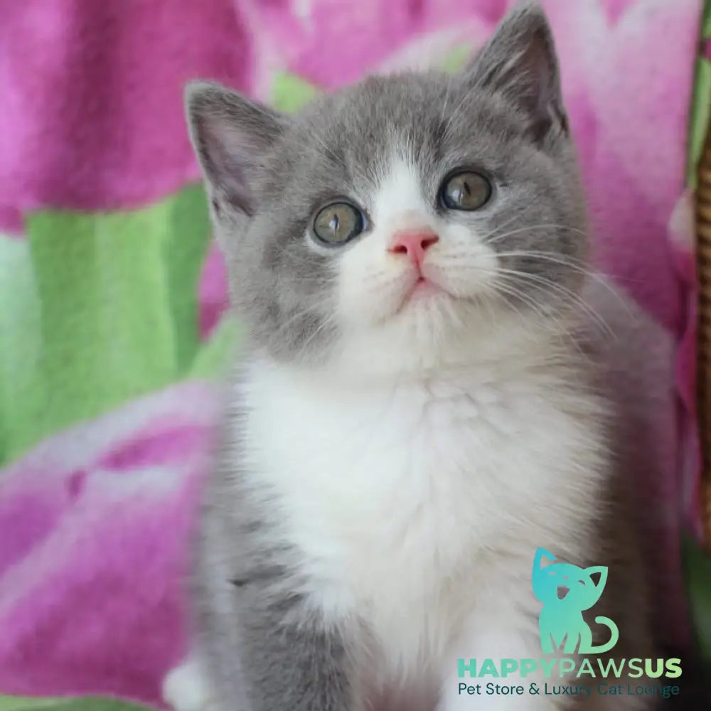 Tart British Shorthair male blue with white - live animals
