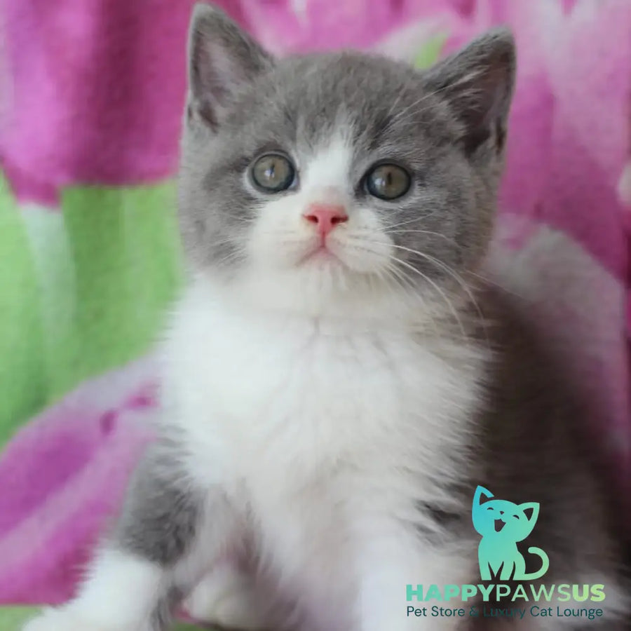 Tart British Shorthair male blue with white - live animals