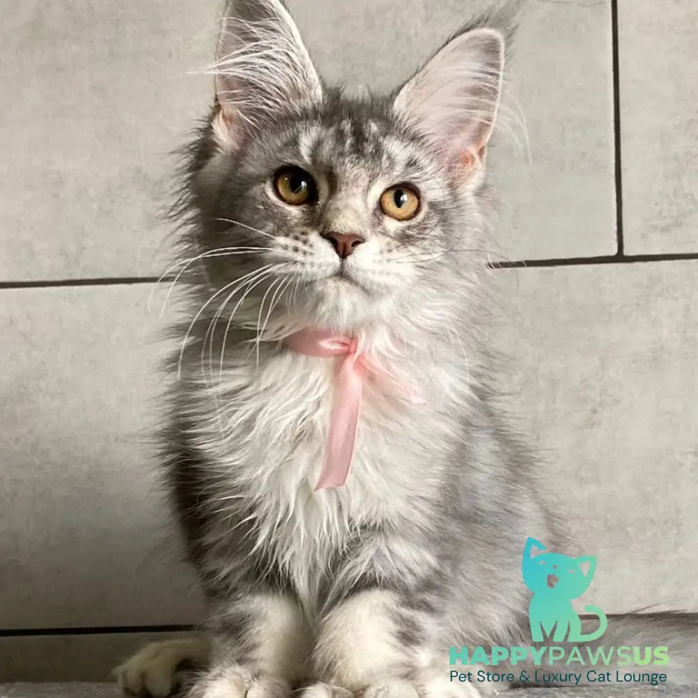 Tartu Maine Coon polydactyl 6x6x6x6 female black silver tabby - live animals