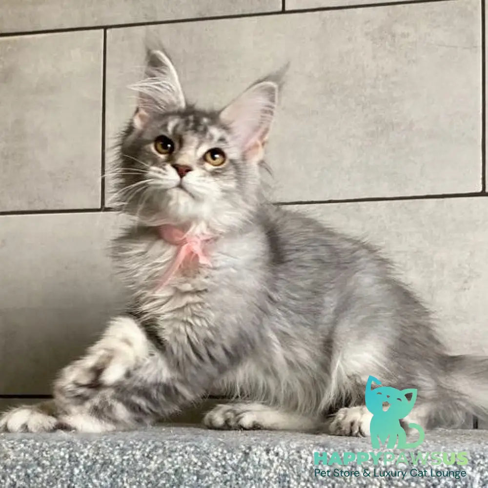Tartu Maine Coon polydactyl 6x6x6x6 female black silver tabby - live animals