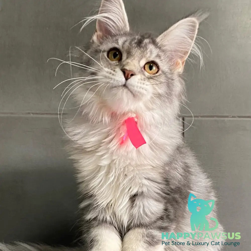 Tartu Maine Coon polydactyl 6x6x6x6 female black silver tabby - live animals