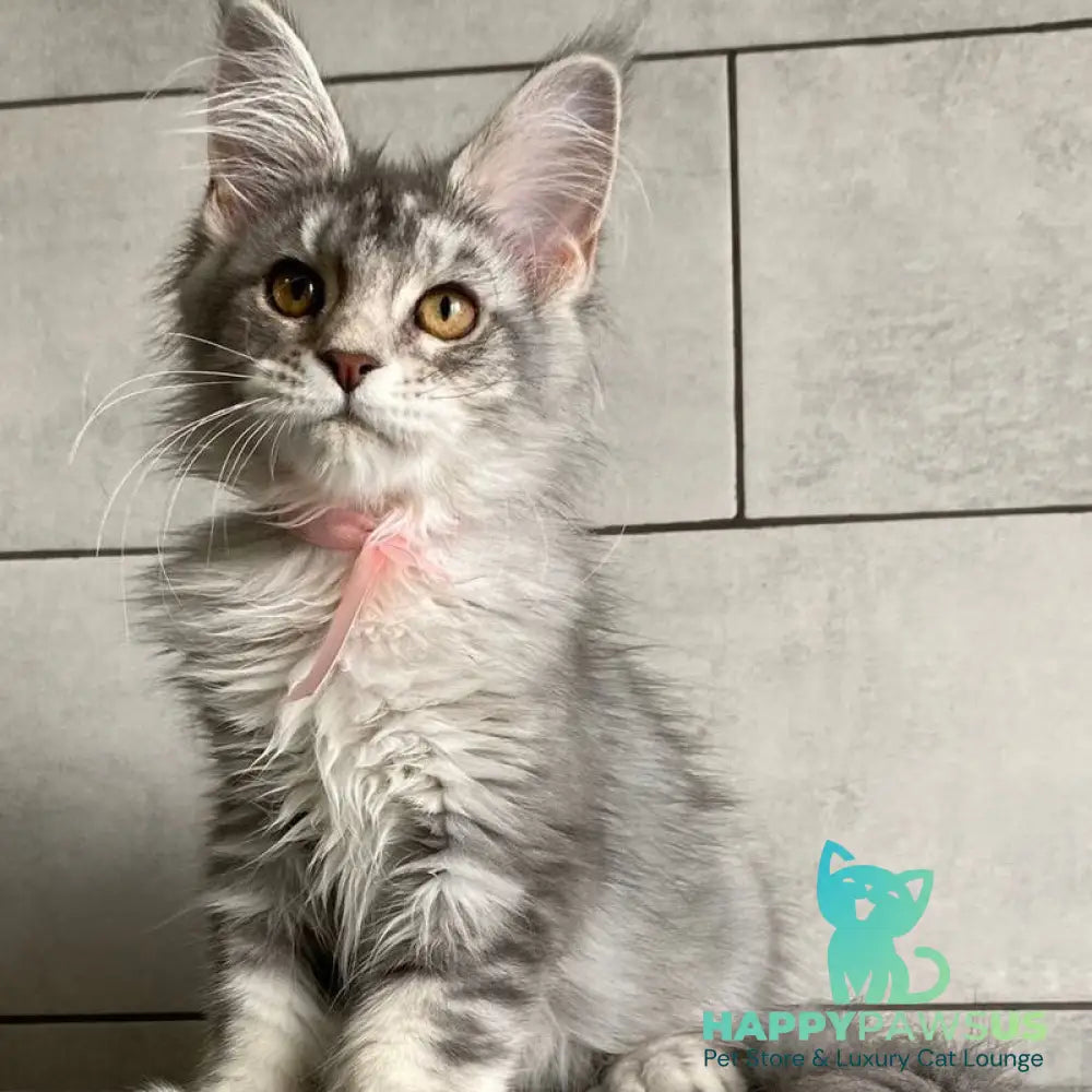 Tartu Maine Coon polydactyl 6x6x6x6 female black silver tabby - live animals