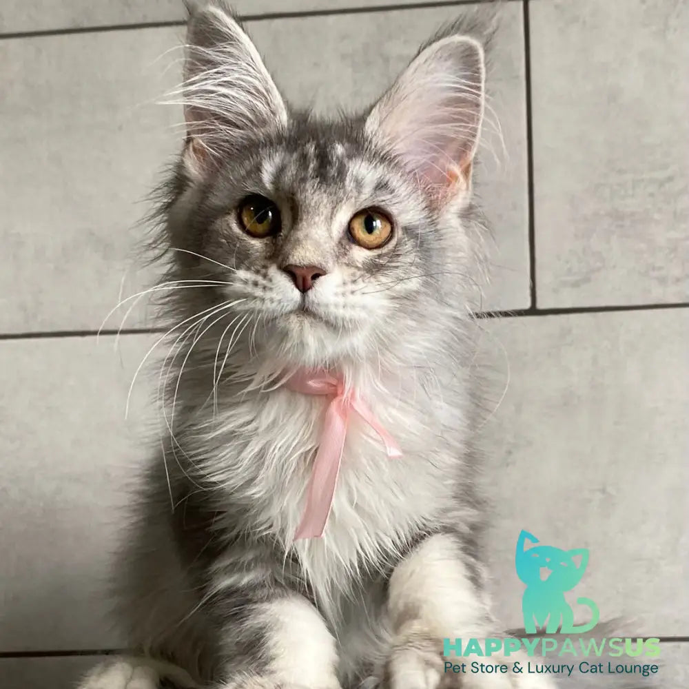 Tartu Maine Coon polydactyl 6x6x6x6 female black silver tabby - live animals