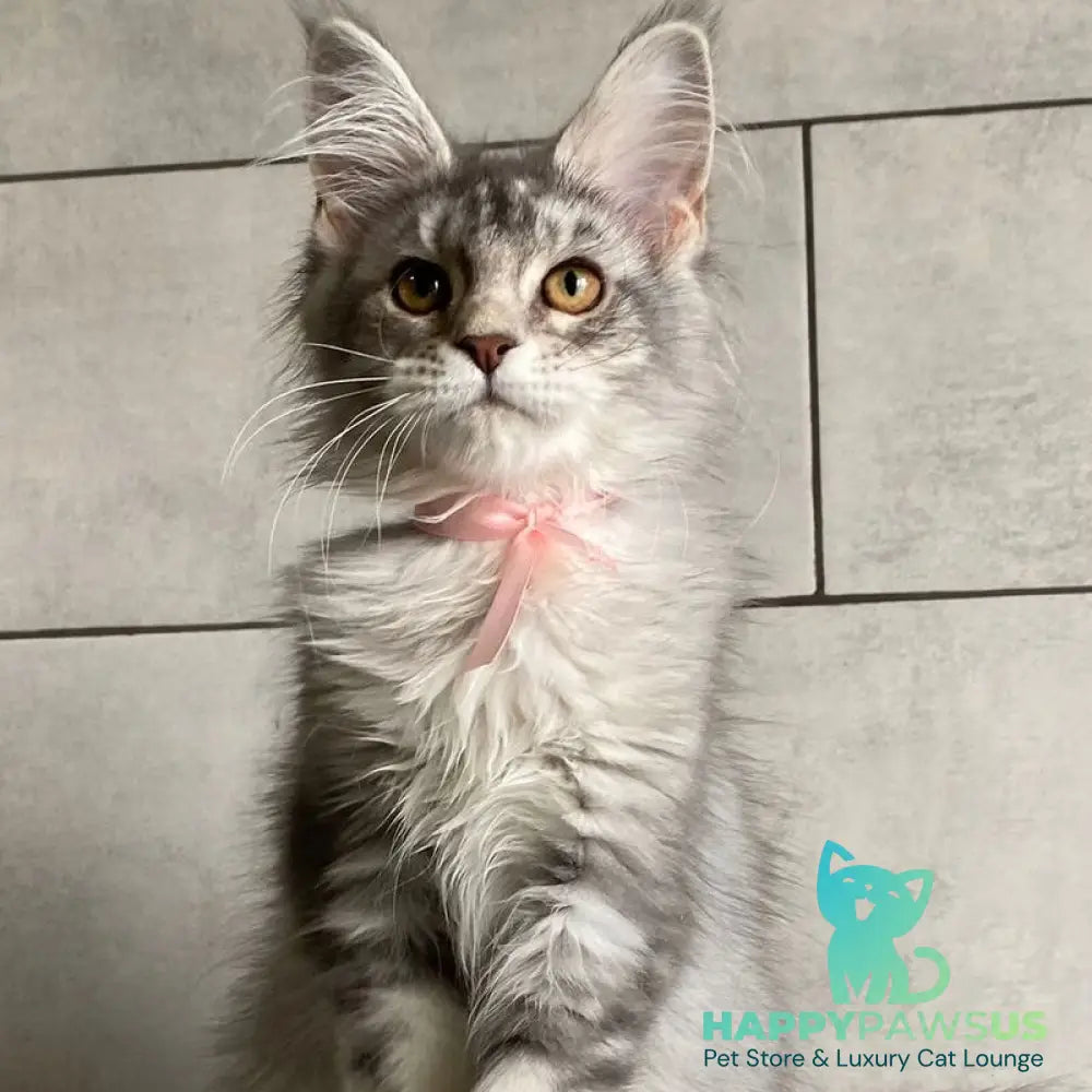 Tartu Maine Coon polydactyl 6x6x6x6 female black silver tabby - live animals