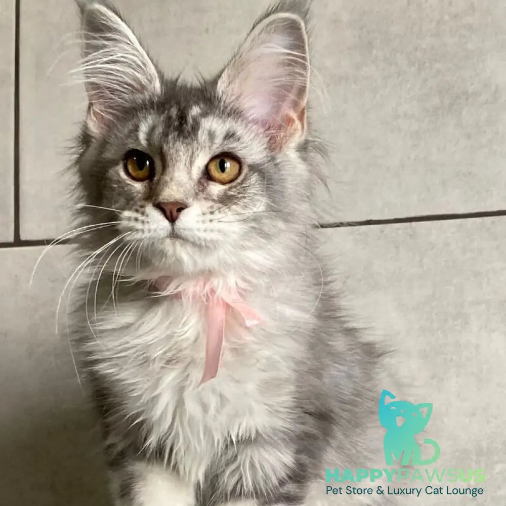Tartu Maine Coon polydactyl 6x6x6x6 female black silver tabby - live animals