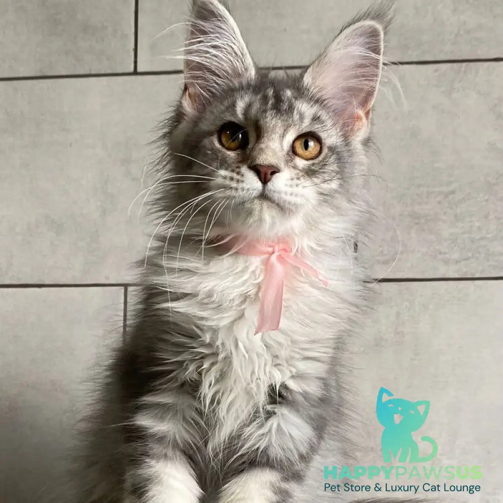 Tartu Maine Coon polydactyl 6x6x6x6 female black silver tabby - live animals