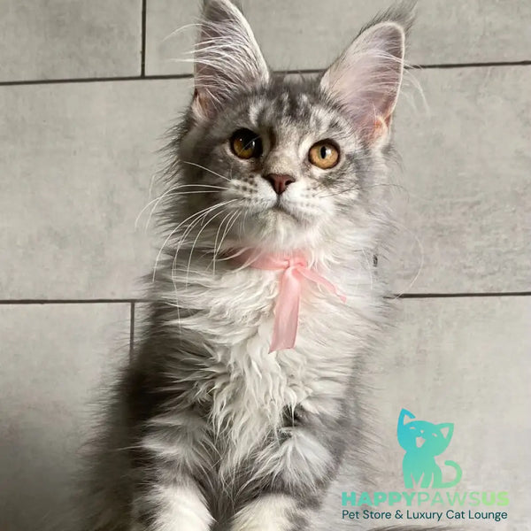 Tartu Maine Coon polydactyl 6x6x6x6 female black silver tabby - live animals