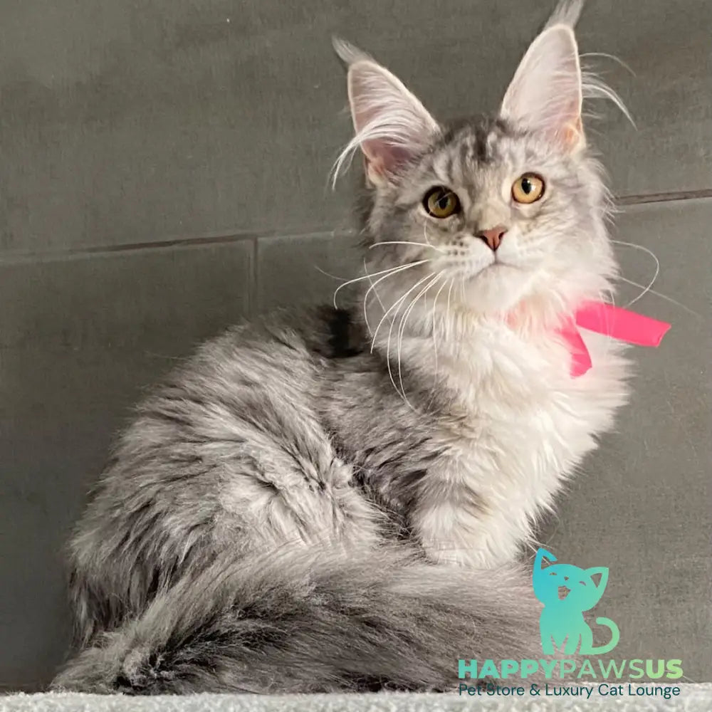 Tartu Maine Coon polydactyl 6x6x6x6 female black silver tabby - live animals