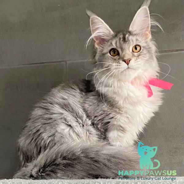 Tartu Maine Coon polydactyl 6x6x6x6 female black silver tabby - live animals