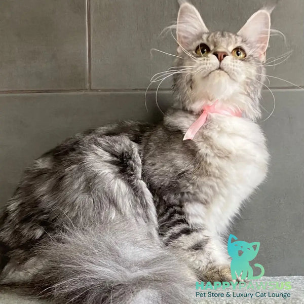 Tartu Maine Coon polydactyl 6x6x6x6 female blue silver tabby - live animals