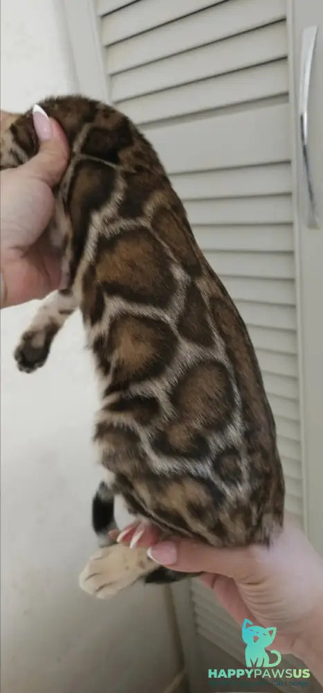 Тash Bengal male black spotted tabby - live animals