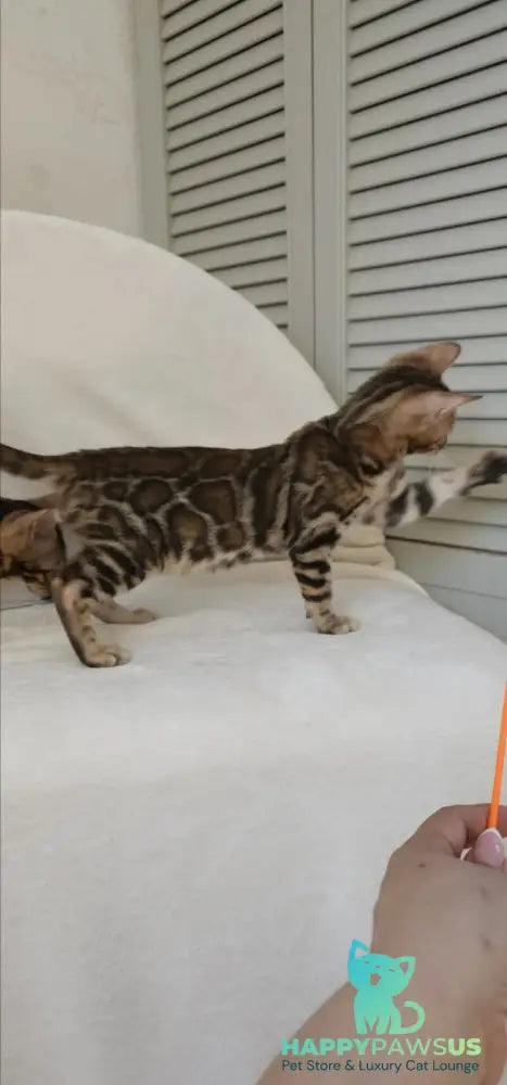 Тash Bengal male black spotted tabby - live animals