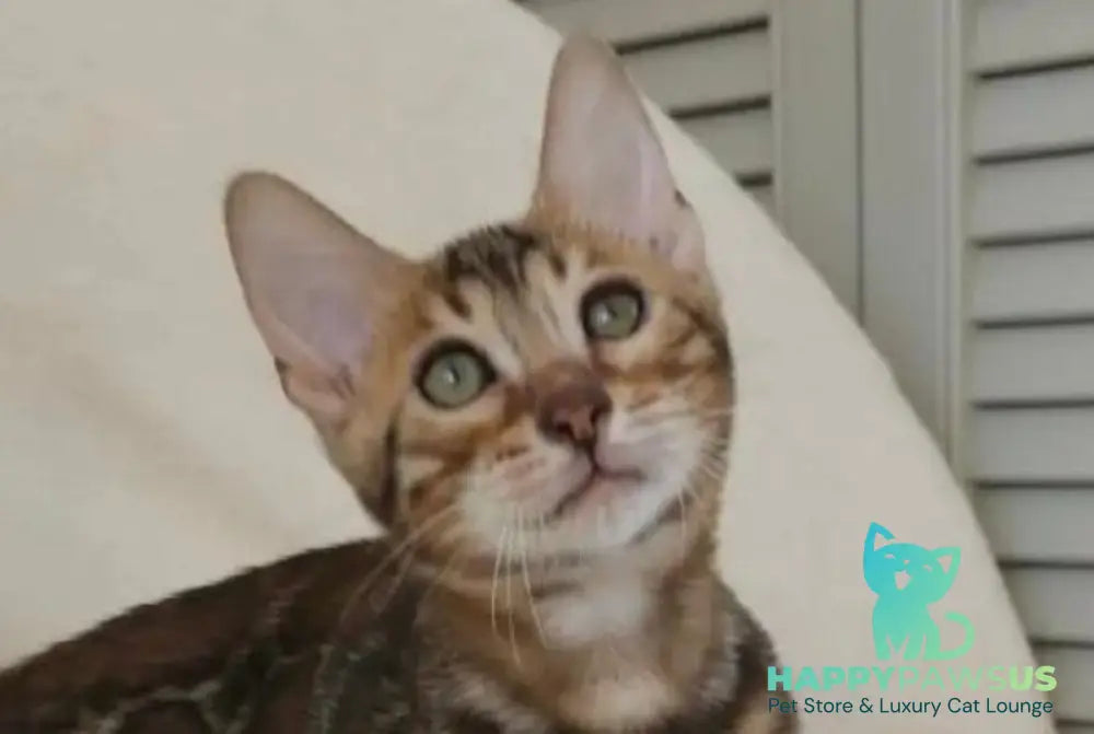 Тash Bengal male black spotted tabby - live animals