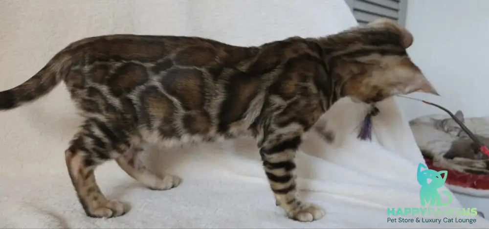 Тash Bengal male black spotted tabby - live animals
