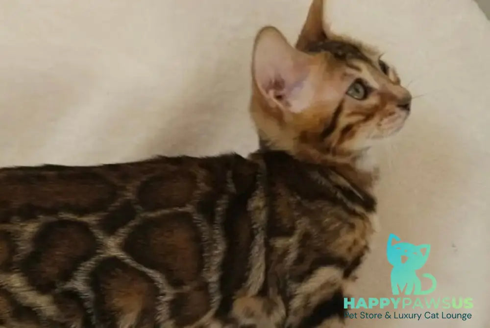 Тash Bengal male black spotted tabby - live animals
