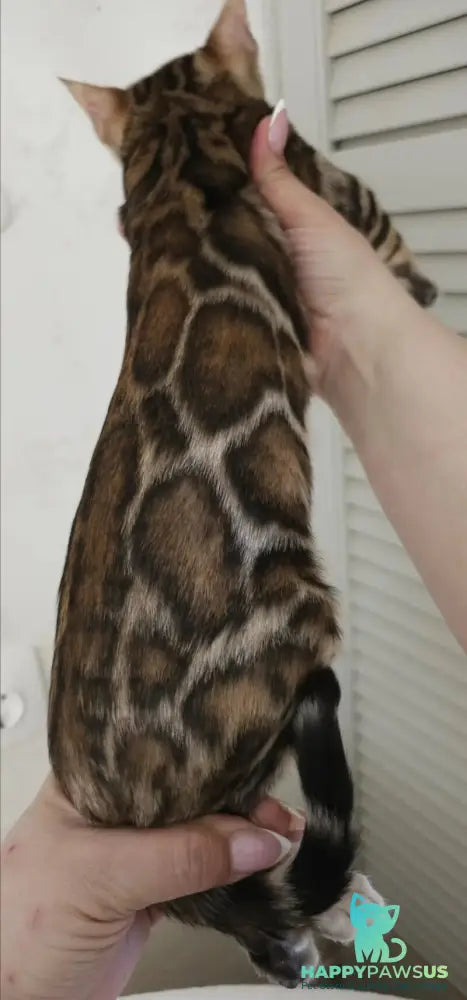 Тash Bengal male black spotted tabby - live animals